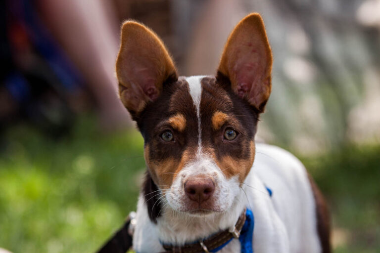 h-brown-and-white-dog