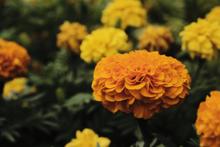 y-orange-and-yellow-flowers