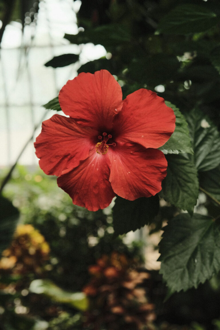 za-red-flower